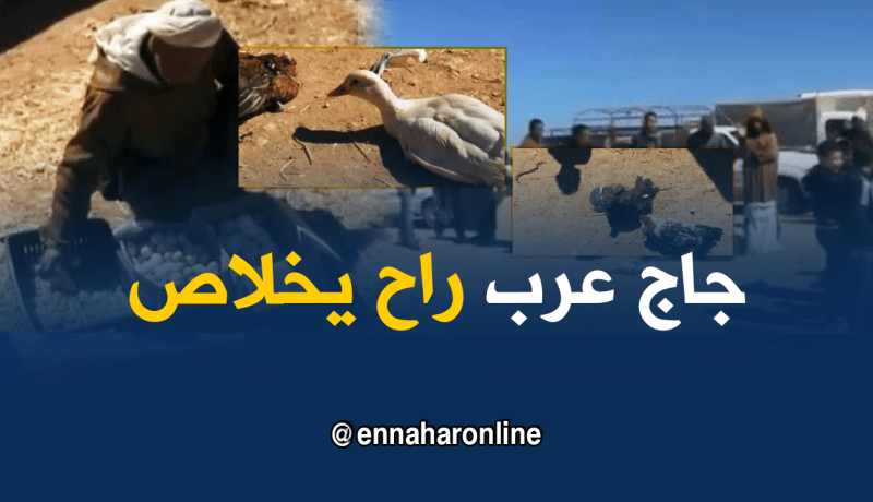 دجاج عرب في طريقه إلى الإنقراض