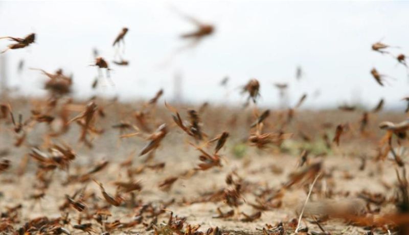 عماري: الجزائر جاهزة للتصدي لأي تنقل محتمل لأسراب الجراد إلى البلاد