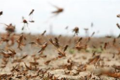 الفاو.. حملة مبكرة لمكافحة إجتياح الجراد الصحراوي شهر أكتوبر القادم