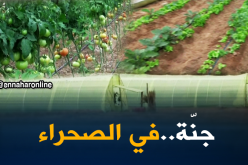 تمنراست: أصحاب مشاريع يحولون مناطق رملية لجنة منتجة لكل الخيرات