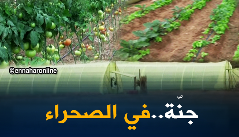 تمنراست: أصحاب مشاريع يحولون مناطق رملية لجنة منتجة لكل الخيرات