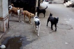 جيجل .. كلب مسعور يتسبب في جروح لطفلة وإمرأة