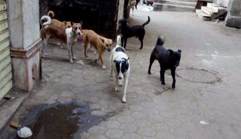 جيجل .. كلب مسعور يتسبب في جروح لطفلة وإمرأة