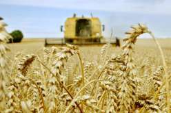 هذه هي توقعات “الفاو” الجديدة للإنتاج العالمي للحبوب