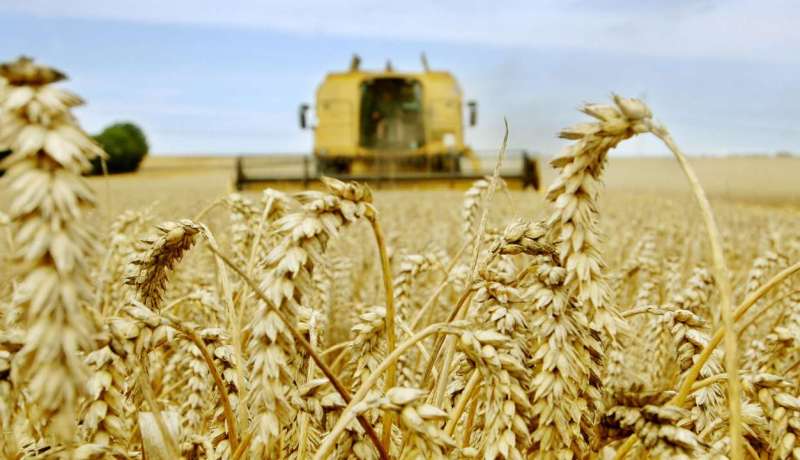 هذه هي توقعات “الفاو” الجديدة للإنتاج العالمي للحبوب