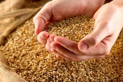 الجزائر تطرح مناقصة دولية لشراء 50 ألف طن من القمح
