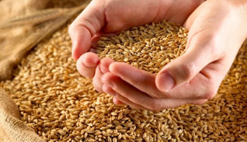 الجزائر تطرح مناقصة دولية لشراء 50 ألف طن من القمح