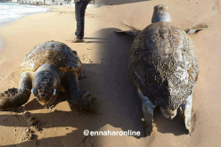 بالصور.. خروج سلحفاة بحرية ضخمة بشواطئ عين تموشنت