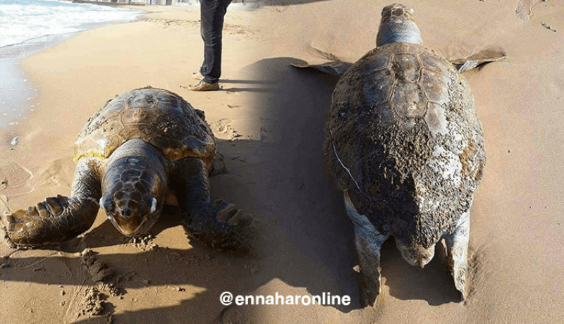 بالصور.. خروج سلحفاة بحرية ضخمة بشواطئ عين تموشنت