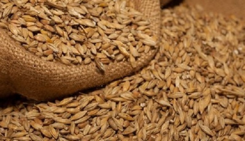 تيارت: حجز 715 قنطارا من الشعير المستورد في مهدية