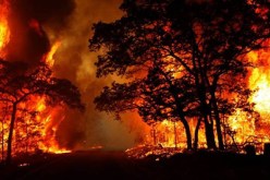 الحرائق تأتي على أزيد من 20 ألف هكتار في المساحات الغابية بسيدي بلعباس