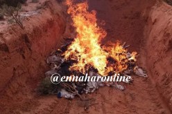 طاعون المواشي «يضرب» في بجاية وسطيف وغرداية