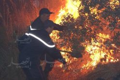 تيبازة.. تسجيل 9 حرائق اتلفت 33.5 هكتار من الغابات
