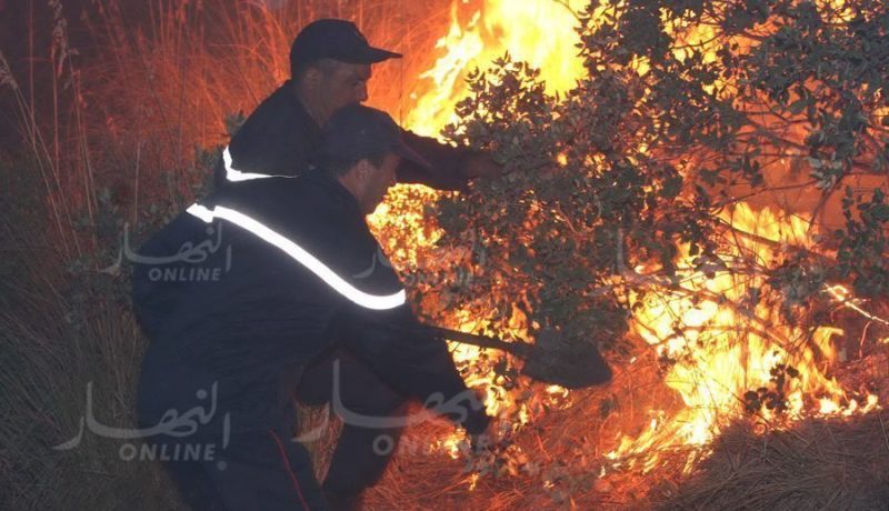 البويرة.. الحرائق تتلف أكثر من 200 هكتار من الغابات بتيكجدة