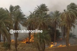 بالصور.. حريق مهول يضرب بساتين النخيل بالمنيعة