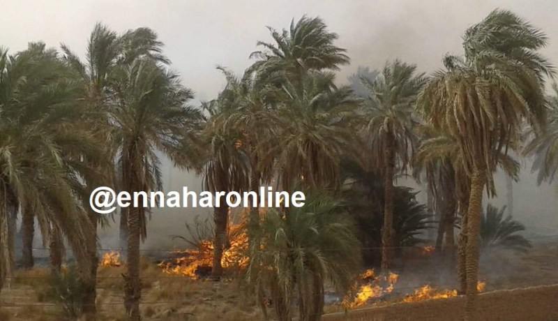 بالصور.. حريق مهول يضرب بساتين النخيل بالمنيعة