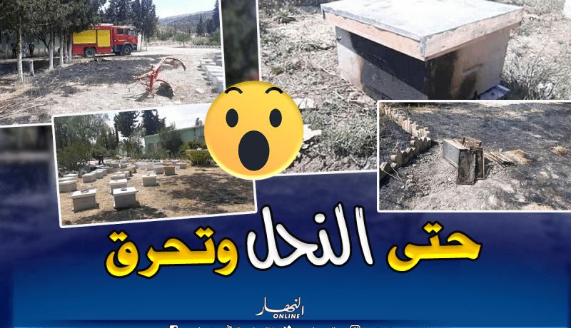 بالصور.. حريق بتعاونية تربية النحل بالحمامات في تبسة
