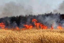 باتنة : التحقيقات الأولية تستبعد الفعل الإجرامي لحرائق محاصيل القمح والشعير عبر عديد ولايات الوطن