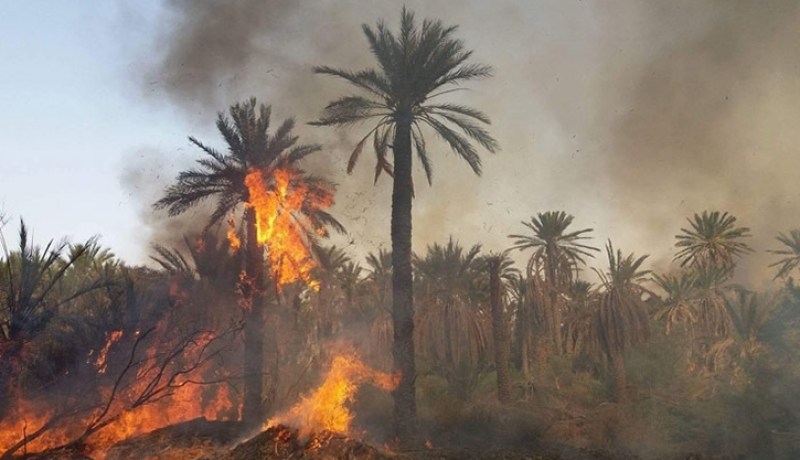 إحتراق 4 أشجار نخيل للزينة بسكيكدة
