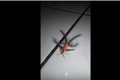 بالفيديو: حشرة غريبة تنشر الرُعب في أستراليا