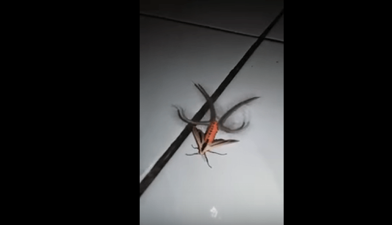 بالفيديو: حشرة غريبة تنشر الرُعب في أستراليا