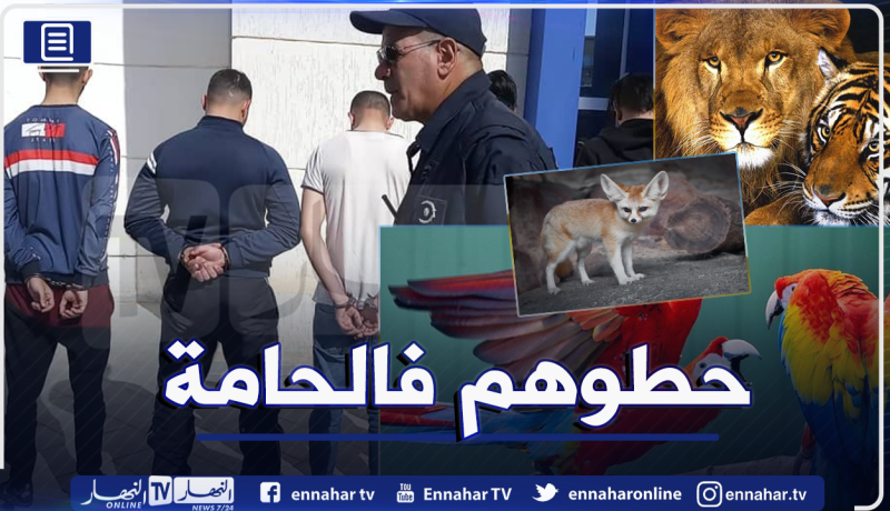 BRI العاصمة يفكك شبكة دولية مختصة في تهريب الحيوانات