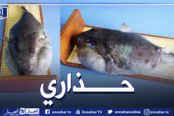 ظهور سمكة الأرنب السامة بميناء سطورة في سكيكدة