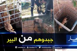 بالصور.. إنقاذ كلبين وقعا في بئر بعمق 25 متر في وادي جر بالبليدة