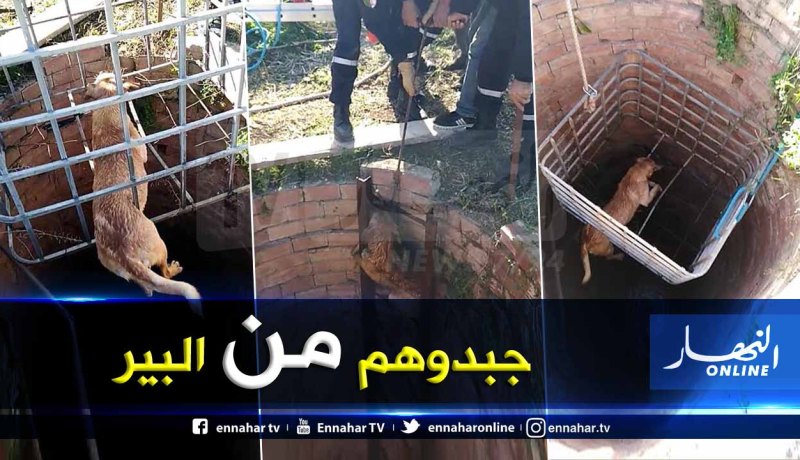 بالصور.. إنقاذ كلبين وقعا في بئر بعمق 25 متر في وادي جر بالبليدة