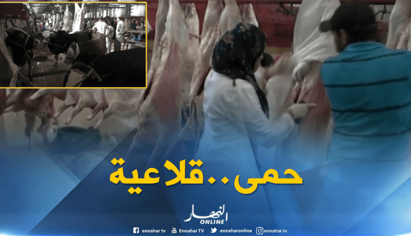 فلاحة: مديرية المصالح البيطرية تؤكد تسجيل حالات حمى قلاعية بمذبح حسين داي