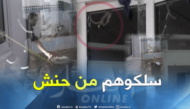 بالصور.. الحماية المدنية تنقذ عائلة من ثعبان كبير في البليدة