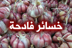 منتجو الثوم متخوفون من اتلاف ما يفوق 75 طن بالوادي