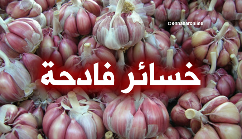 منتجو الثوم متخوفون من اتلاف ما يفوق 75 طن بالوادي
