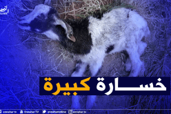 غرداية..  قطيع من الكلاب المتوحشة تثير الرعب بحي بن غنم وتأتي على رؤوس ماشية