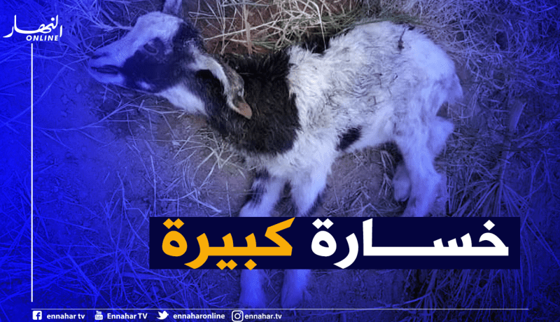 غرداية..  قطيع من الكلاب المتوحشة تثير الرعب بحي بن غنم وتأتي على رؤوس ماشية