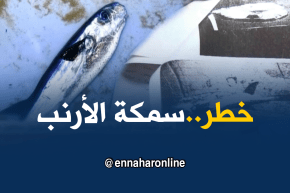 عين تيموشنت: إنتشار واسع لسمكة الأرنب والصيادون يجهلون خطورتها