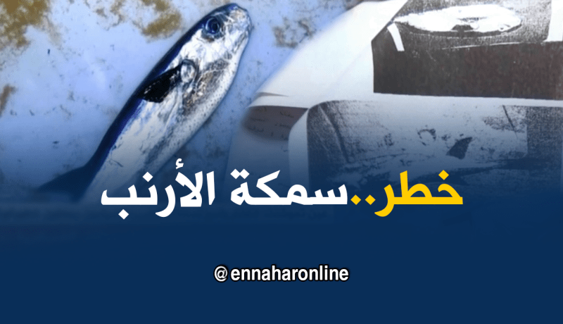 عين تيموشنت: إنتشار واسع لسمكة الأرنب والصيادون يجهلون خطورتها