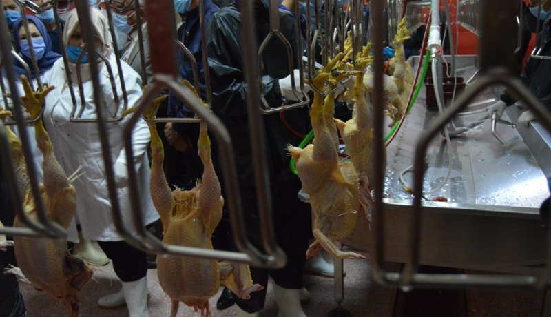 خنشلة: وضع حيز الخدمة مذبح عصري للدواجن