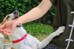 داء الكلب: تسجيل 900 إصابة و15 وفاة بالجزائر سنة 2019