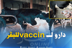 تلقيح أكثر من 16 ألف رأس من البقر