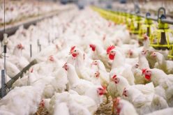 تربية الدواجن.. دفتر شروط خاص بشعبة إنتاج “أمهات الدجاج” إبتداء من 2021