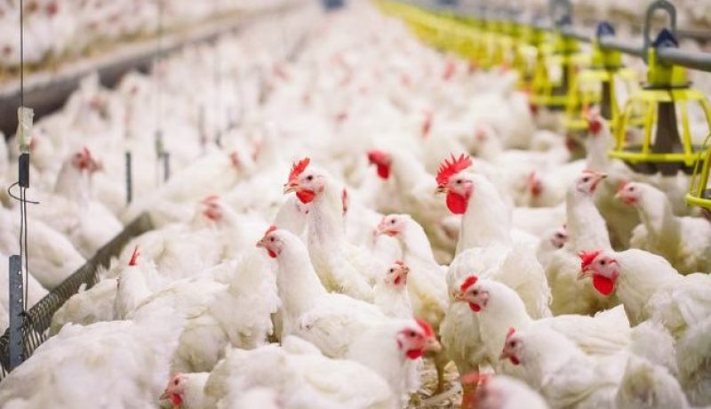 تربية الدواجن.. دفتر شروط خاص بشعبة إنتاج “أمهات الدجاج” إبتداء من 2021