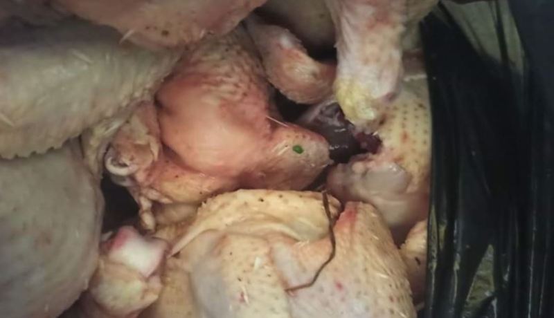 تيارت… حجز كميات من الدجاج ومواد غذائية منتهية الصلاحية