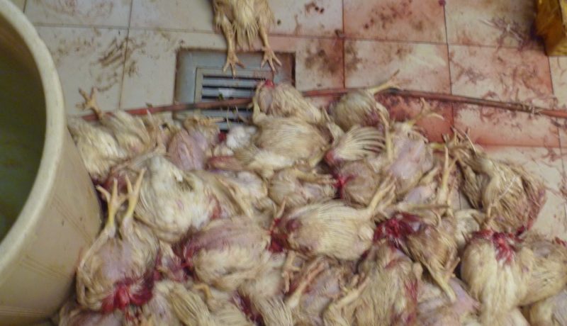 حجز أزيد من قنطار من اللحوم البيضاء الفاسدة بغليزان