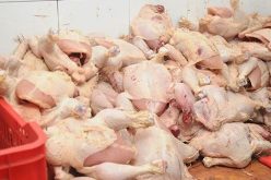 حجز أزيد من قنطار لحوم دجاج فاسدة بالبرية في وهران