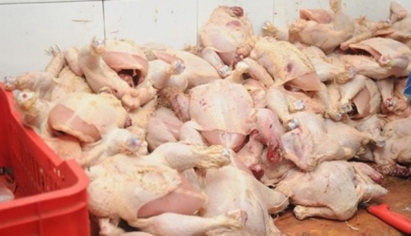 حجز أزيد من قنطار لحوم دجاج فاسدة بالبرية في وهران