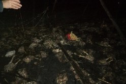 نفوق 2500دجاجة بعد حريق خم في مستغانم