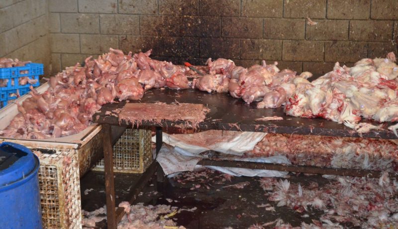 حجز 10 قناطير من الدجاج الفاسد بـ7 مدارس في تبسة