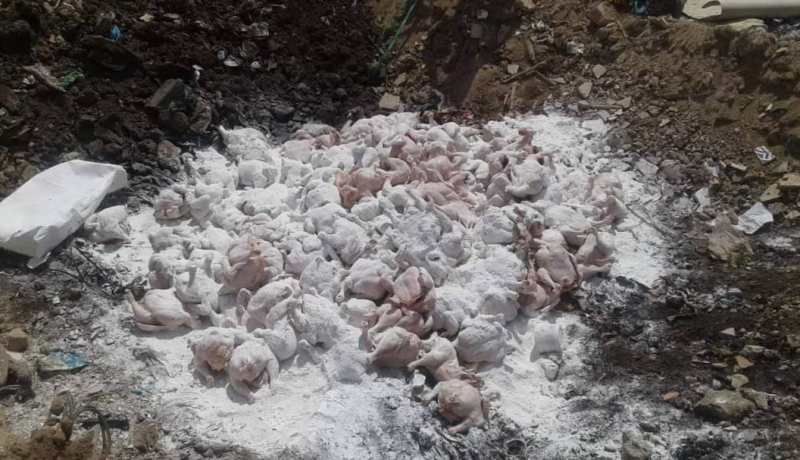 اتلاف 3 قناطير من الدجاج الفاسد حجزها الدرك الوطني بعين تموشنت