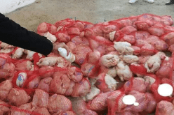 بالصور.. حجز وإتلاف دجاج موجه للإستهلاك بأم البواقي